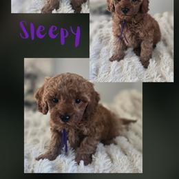 Sleepy - Red  female Goldendoodle puppy in Newdale, Idaho from Canyon Creek Puppies
