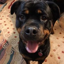 Rottweilers from Nicolle Stone