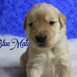 Dark Blue Collar Boy - Golden male Golden Retriever puppy in Otis Orchards, Washington from Sunlite Golden Retrievers