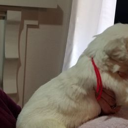 Golden Retriever Puppies from Kathleen Harris