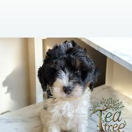 Bernedoodle and Goldendoodle Puppies from Paws 4 Doodles, LLC