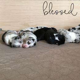 Australian Shepherd Puppies from Integrity Australian Shepherds