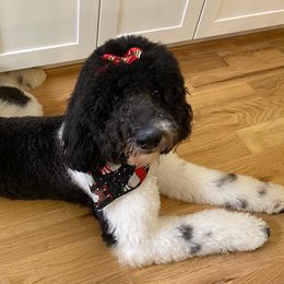 Cookie  - Labradoodle