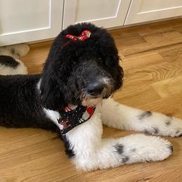 Cookie  - Labradoodle