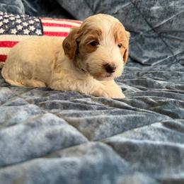 Penelope - Parti female Goldendoodle puppy in Barstow, California from Golden Desert Doodles