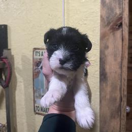 Parti girl - Parti female Miniature Schnauzer puppy in Hickory Grove, South Carolina from Oopsie Doodles