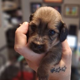 Girl 2 - Cream female Dachshund puppy in Gordon, Georgia from Long Dogs Yellow Farm