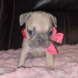 Stella - Blue fawn female French Bulldog puppy in Graham, Washington from Olivia's Miniature Schnauzer's and French Bulldogs