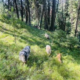 Australian Shepherd Puppies from DeVos Australian Shepherds