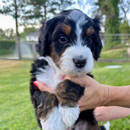 Rocky - Tri-color male Bernedoodle puppy in Draper, Utah from Salt City Farm