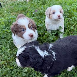 Rune - Red tri male Miniature Australian Shepherd puppy in Shingletown, California from Whiskeytown Aussies