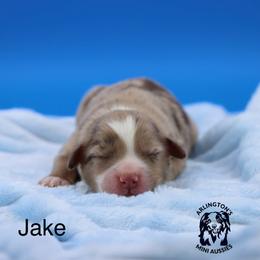 Jake - Red merle male Miniature Australian Shepherd puppy in Weeki Wachee, Florida from Arlington's Mini Aussies
