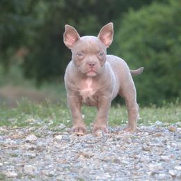 Strauss - Lilac tri-color female American Bully puppy in Orlinda, Tennessee from SimplyBullies