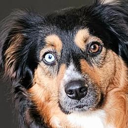 Koda - Australian Shepherd