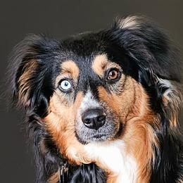 Koda - Australian Shepherd
