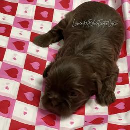 Thyme - Liver male Shih Tzu puppy in Olive Branch, Mississippi from Lavender Blue Exotic Crew