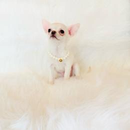 Liam - Cream and white male Chihuahua puppy in Sacramento, California from Honey Bee Chihuahua’s