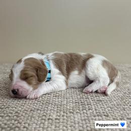 Peppermint - Parti male Goldendoodle puppy in Crothersville, Indiana from Wischmeier’s Doodles