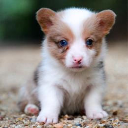 Sausage - Sable male Pembroke Welsh Corgi puppy in Star City, Arkansas from Say When Corgi Co.