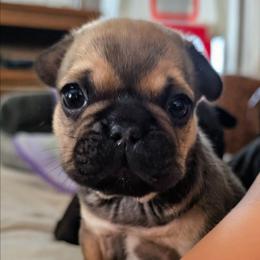 Noel - Fawn female French Bulldog puppy in Fort Atkinson, Wisconsin from Bishop Bullyz