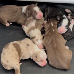 Miniature Australian Shepherd puppies from Bear River Ranch LLC
