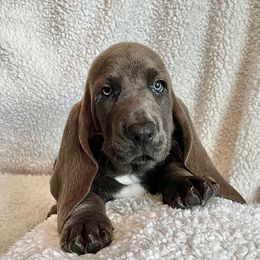 Sonny - Blue tan and white male Basset Hound puppy in Kingsport, Tennessee from Bear’s Bassets