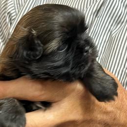 Doc - Brindle male Shih Tzu puppy in Easley, South Carolina from Full of Shih Tzus