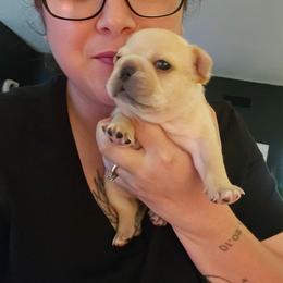 Honey - Fawn female French Bulldog puppy in Okmulgee, Oklahoma from Diamond Dreams French Bulldogs
