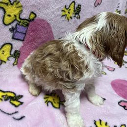 Bruce - Blenheim male Cavachon puppy in Hudson, Massachusetts from Lindsey's Waggingtails Cavachons & Cavaliers