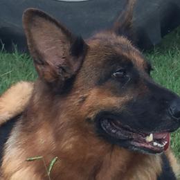 German Shepherds from Von Vollblut Shepherds