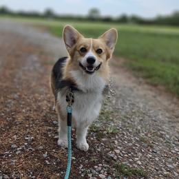 Hazel Raven - Black and tan female Pembroke Welsh Corgi puppy in Powhatan, Virginia from Ranch Hand Corgis