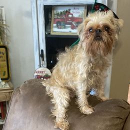 Heather - Brussels Griffon