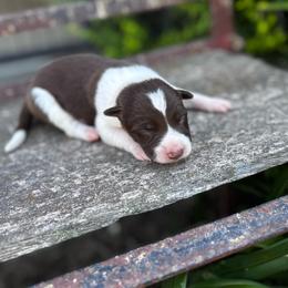 Boy 2 - red and white - White and red male Border Collie puppy in Minden, Iowa from Rocking N Registered Border Collies & Labradors