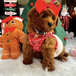 RUBY - Red female Maltipoo puppy in Sugar Land, Texas from Celebrity Maltipoos