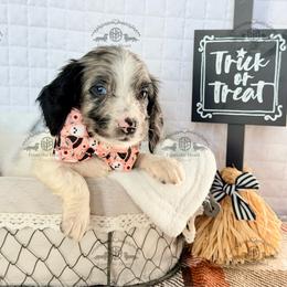 Mr. Green-3800 - Dapple male Dachshund puppy in Sparr, Florida from From the Heart Doxies