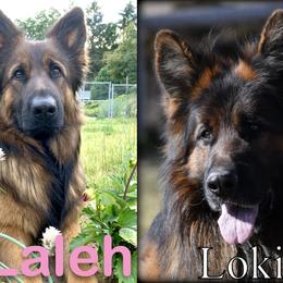 German Shepherd puppies from Faith Shepherds