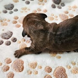 Girl 2 - female Dachshund puppy in Shippensburg, Pennsylvania from Koser’s Miniature Dachshunds