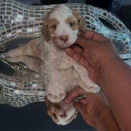 Purple female - Parti female Goldendoodle puppy in Fort Myers, Florida from Gandystailsofjoy