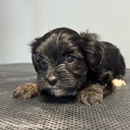 Daisy - Black and tan female Yorkshire Terrier puppy in Knoxville, Tennessee from Rainbow Bliss Yorkies