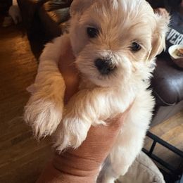 Phoebe - Champagne female Maltipoo puppy in Prague, Oklahoma from Playful Paws Maltese and Maltipoos