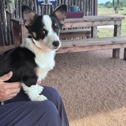 Tri Female 2 - Black and tan female Pembroke Welsh Corgi puppy in Weatherford, Texas from Flyin H Corgi’s