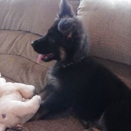 German Shepherd Puppies from Hacker Haus GSDs