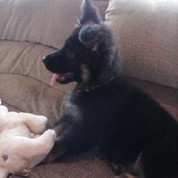 German Shepherd Puppies from Hacker Haus GSDs