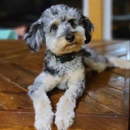 Jaima - Aussiedoodle