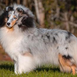 Amelia - Shetland Sheepdog