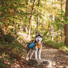 Siberian Huskies from Kuiper Siberians
