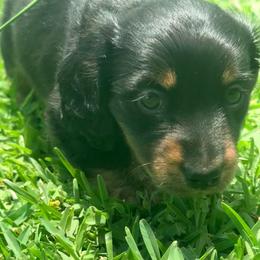 Bud - Black and tan male Dachshund puppy in Mabank, Texas from Lovin’ Li’s Furry Sausages
