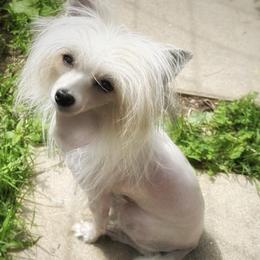 Riley - White male Chinese Crested puppy in Henderson, Kentucky from Western Kentucky Chihuahua’s and Chinese Crested’s