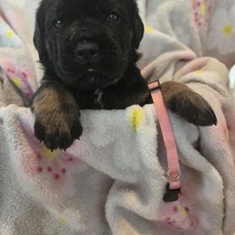 Pink Collar - Black brindle female Cane Corso puppy in Pylesville, Maryland from Safe Haven Cane Corso
