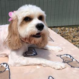 Sundae - Blenheim female Cavapoo puppy in Palm City, Florida from Cookies & Cream Sundae